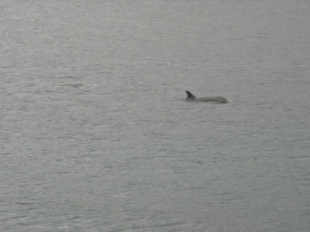 Diving Fra I RILTITTI 